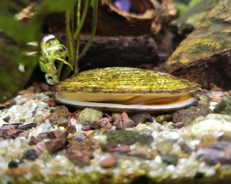 Freshwater Clam 5 cm